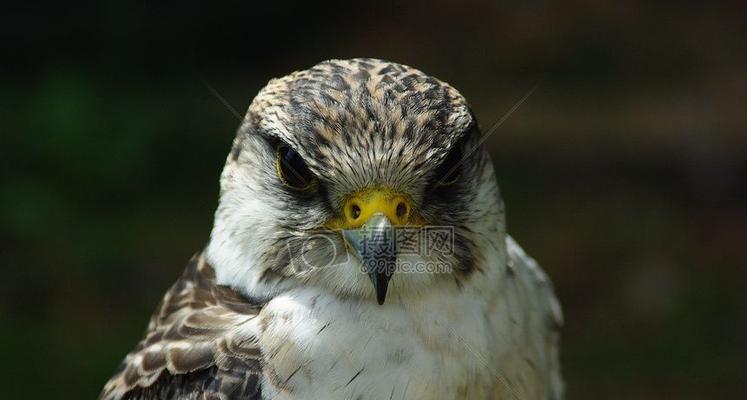 鹰什么关键词网站?如何选择与鹰相关的关键词? 鹰什么关键词网站?如何选择与鹰相关的关键词?