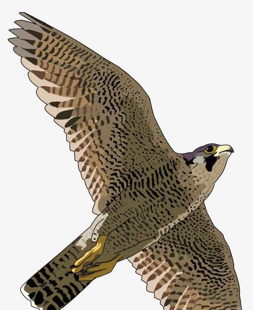 鹰什么关键词网站？如何选择与鹰相关的关键词？