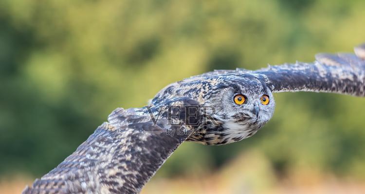鹰什么关键词网站？如何选择与鹰相关的关键词？